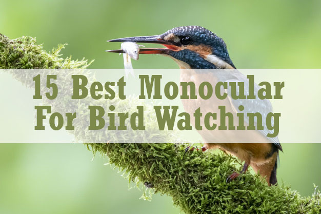 best monocular for bird watching