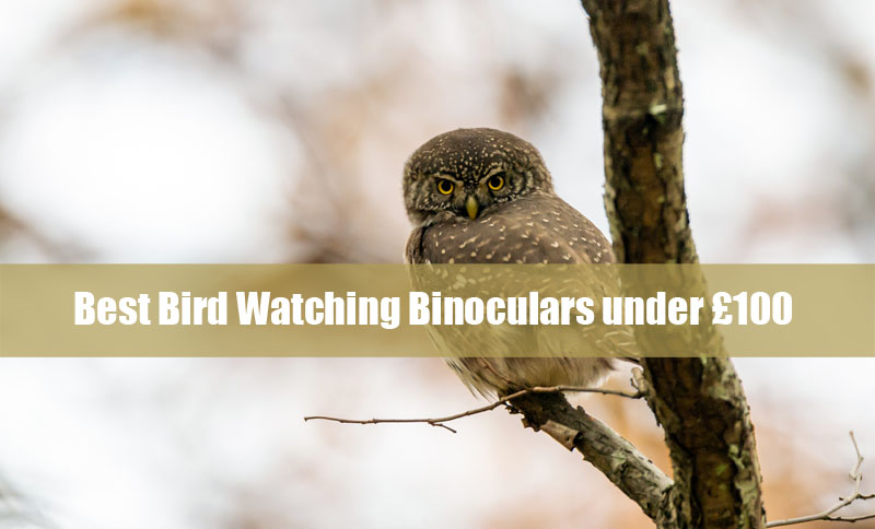 Best Bird Watching Binoculars under £100