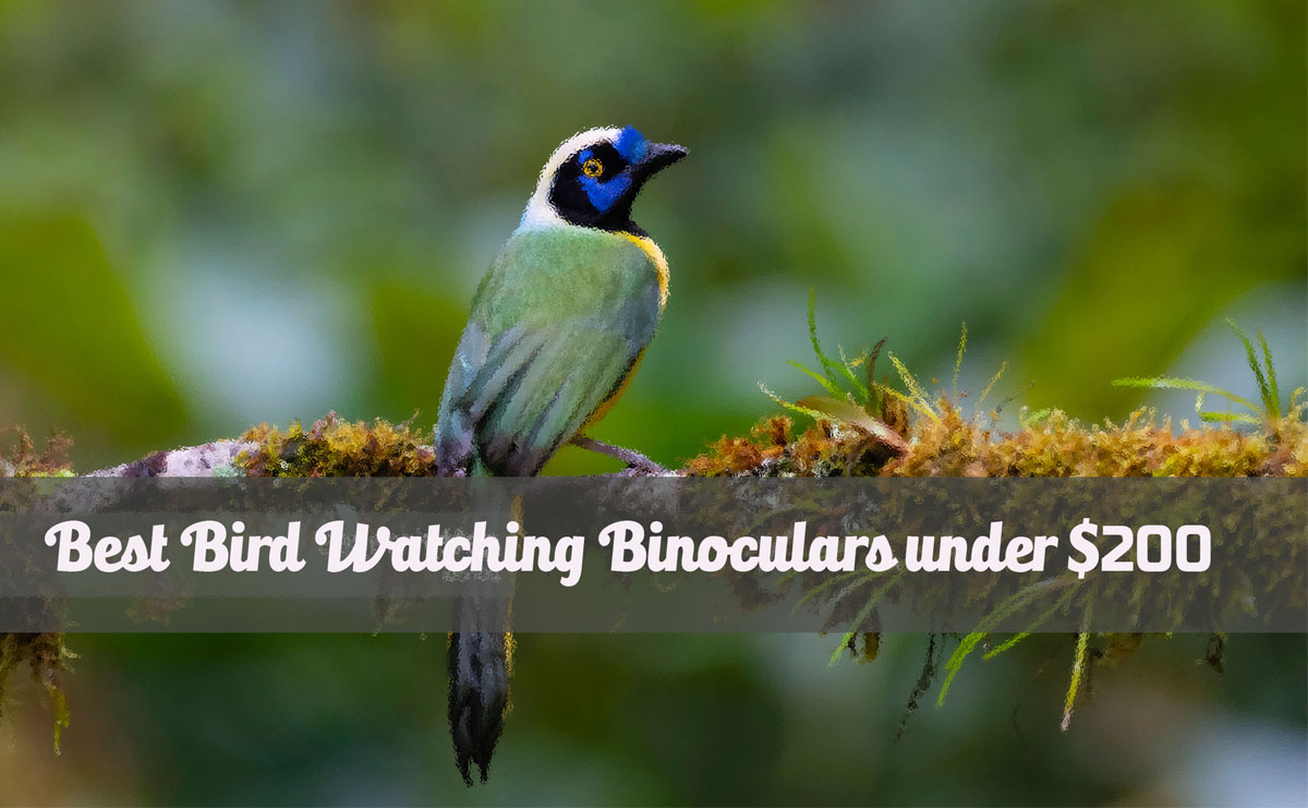 Best Bird Watching Binoculars under $200
