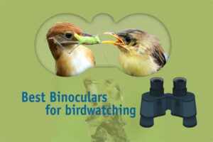 Best Binoculars for Birdwatching