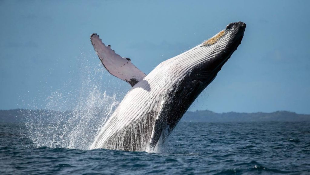 Humpback whale is jumping out of water