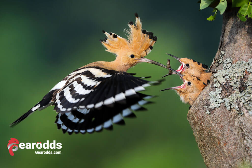 Little birds (Eurasian hoopoe) eating from mother from hole in wood during summertime