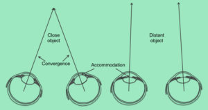 the Difference Between Binocular and Monocular Cues