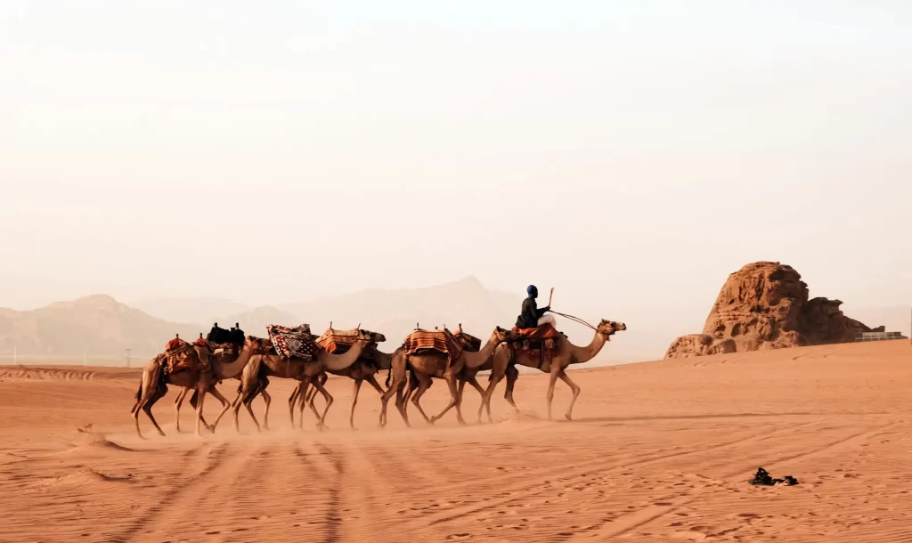 Camels with Baggage in Wadi Rum Valley, Jordan